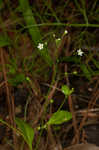 Seaside brookweed <BR>Water pimpernel